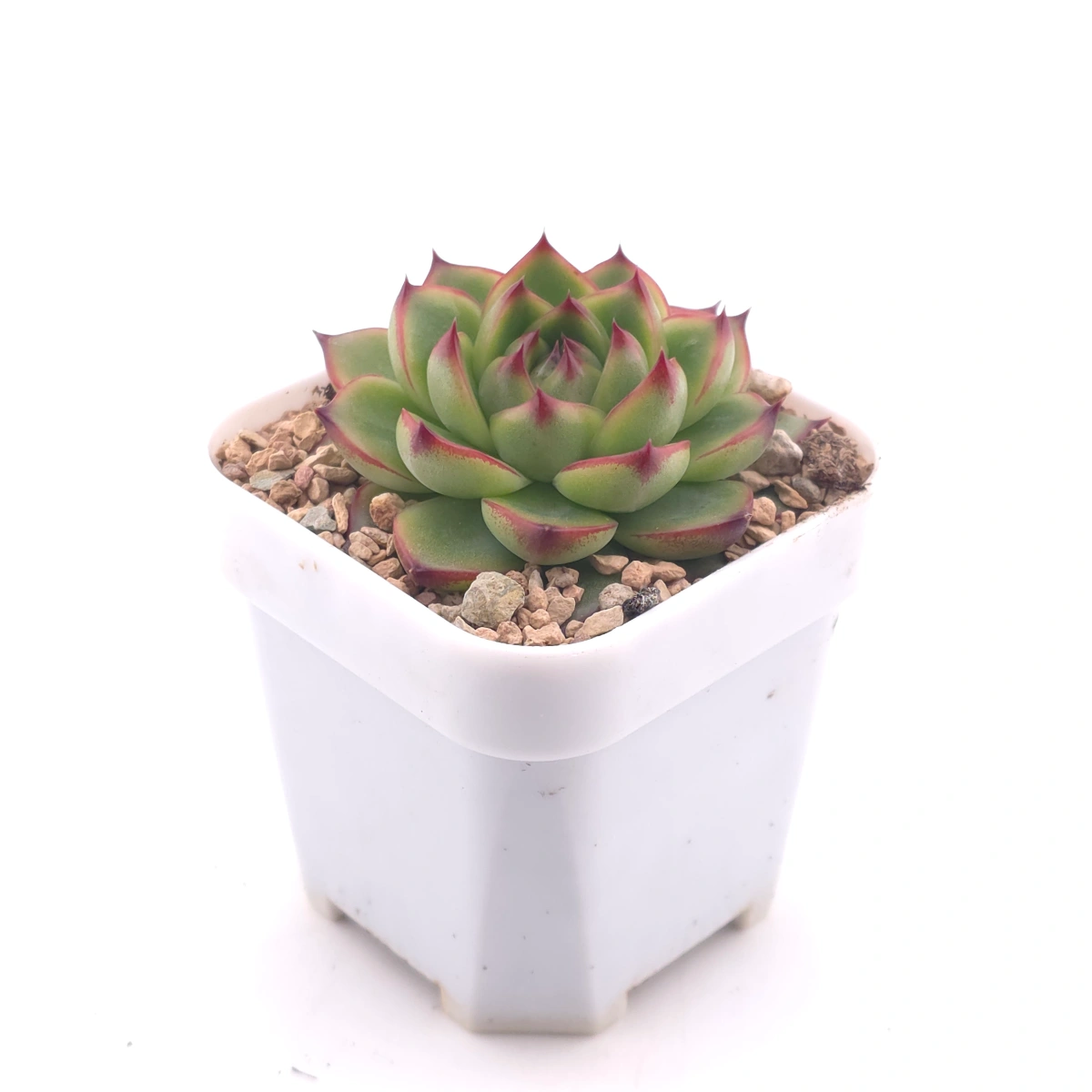 Echeveria ‘Moonstone’ | 月亮石 thumbnail 3