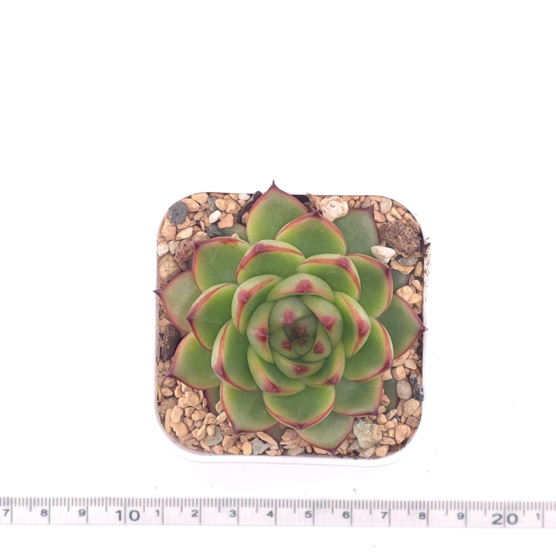Echeveria ‘Moonstone’ | 月亮石 thumbnail 4