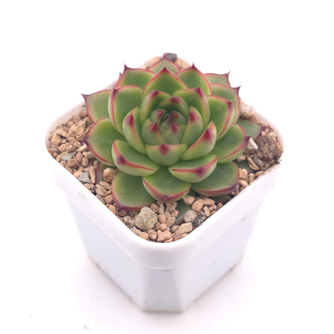 Echeveria ‘Moonstone’ | 月亮石 thumbnail 2