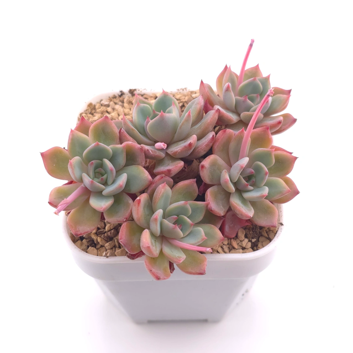 Echeveria 'Nana Mini Hook' | 娜娜小勾 thumbnail 2