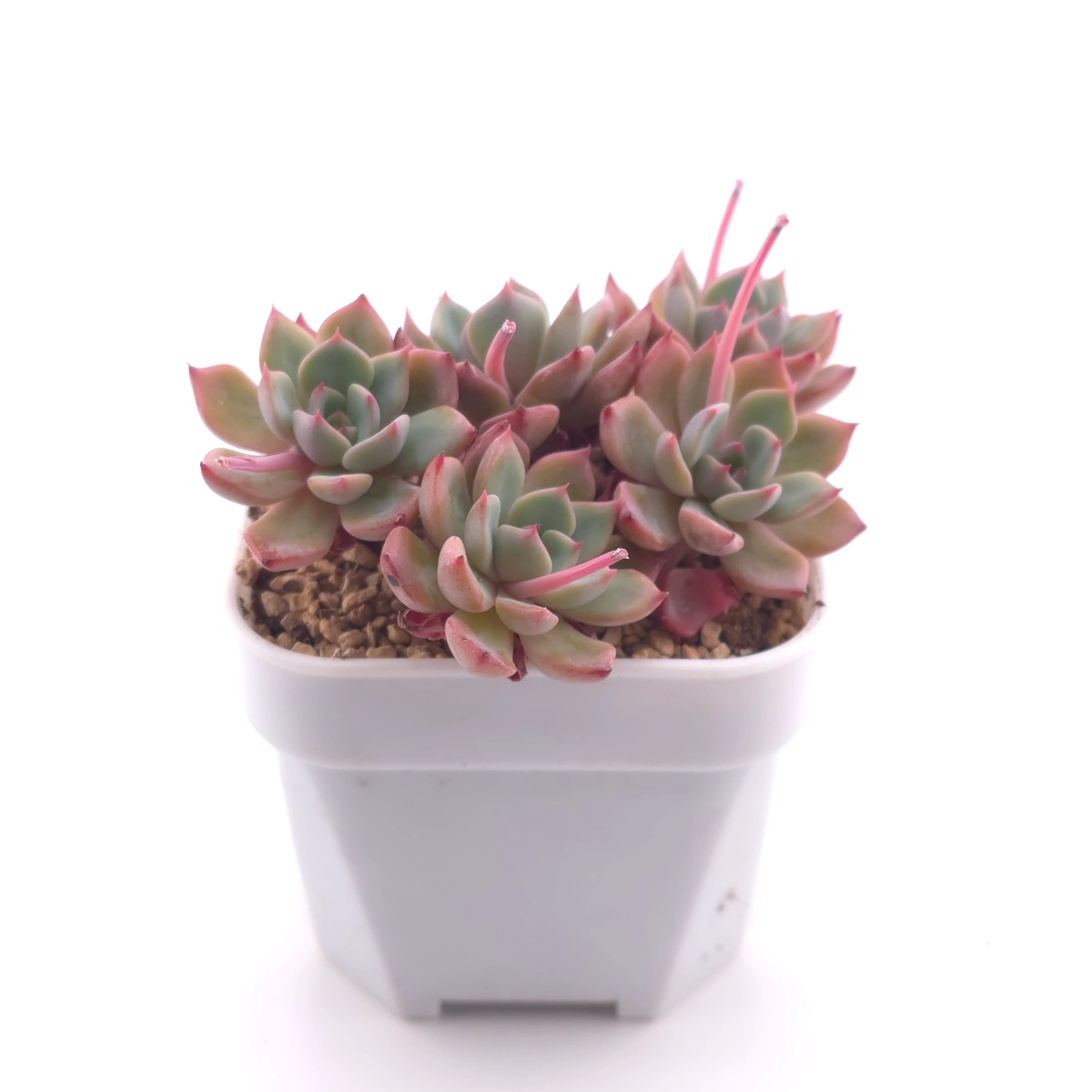 Echeveria 'Nana Mini Hook' | 娜娜小勾 thumbnail 3