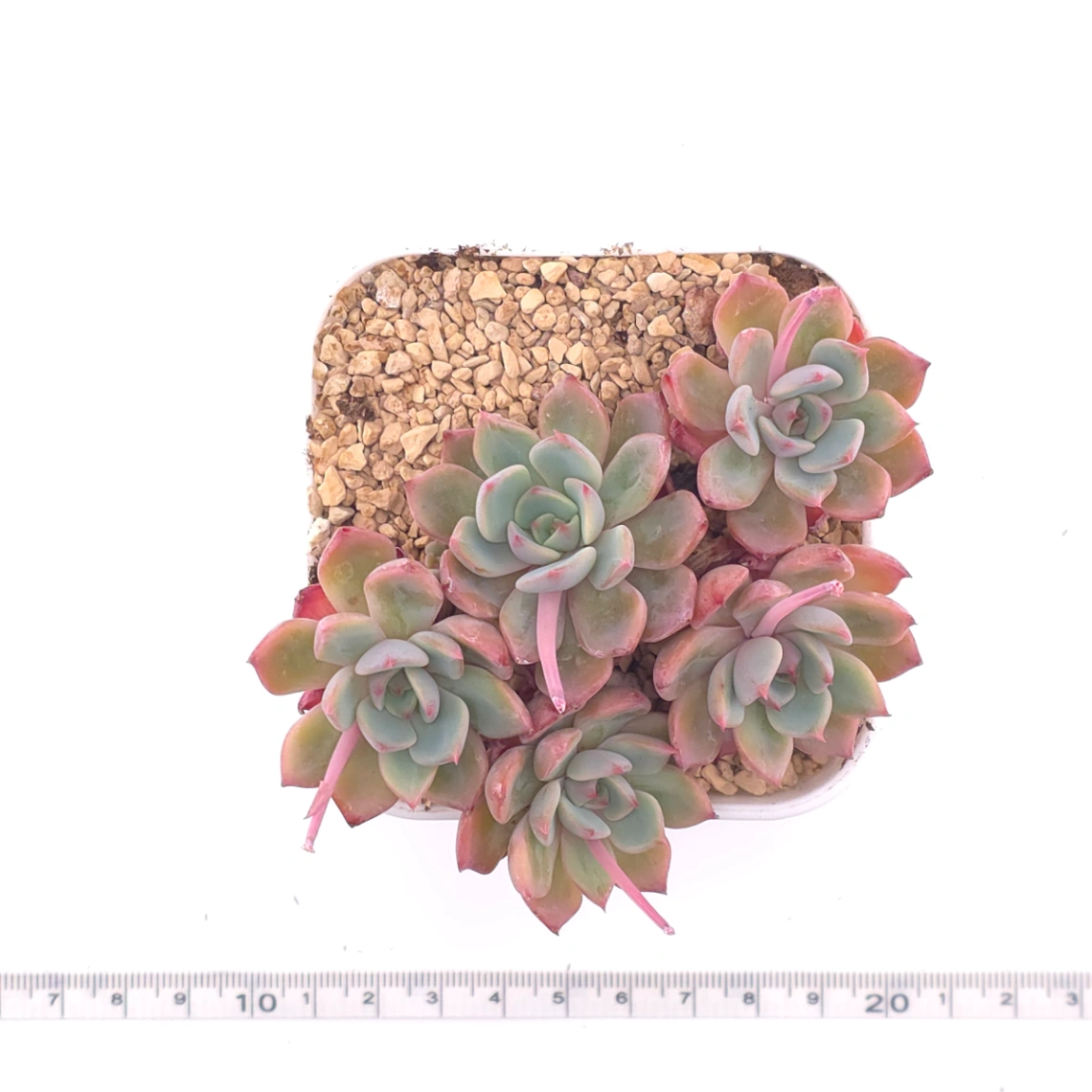 Echeveria 'Nana Mini Hook' | 娜娜小勾 thumbnail 4