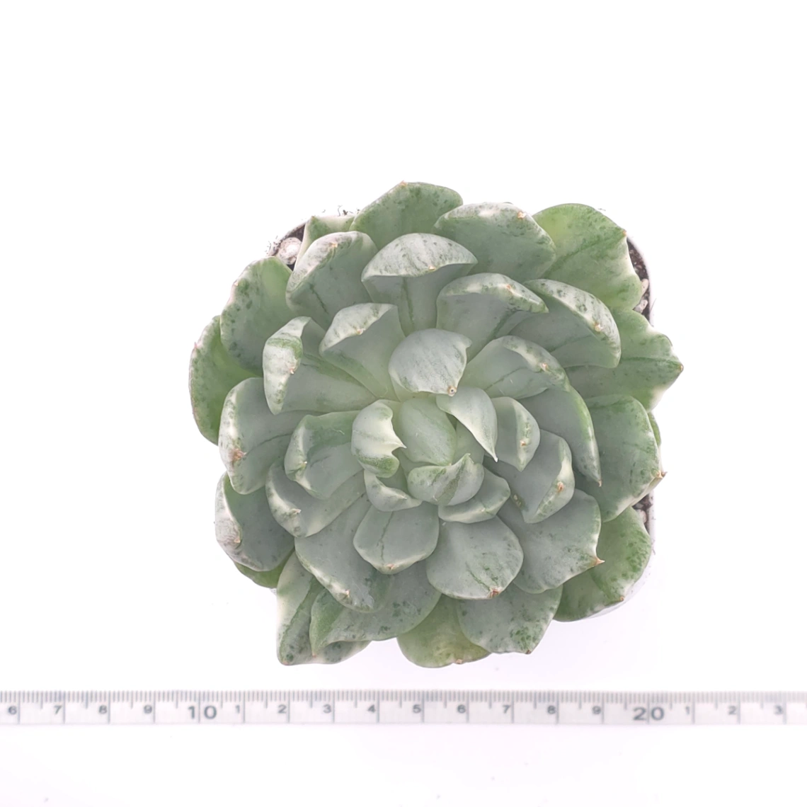 Echeveria ‘Queen Maria’ variegated | 女王瑪麗錦 thumbnail 4