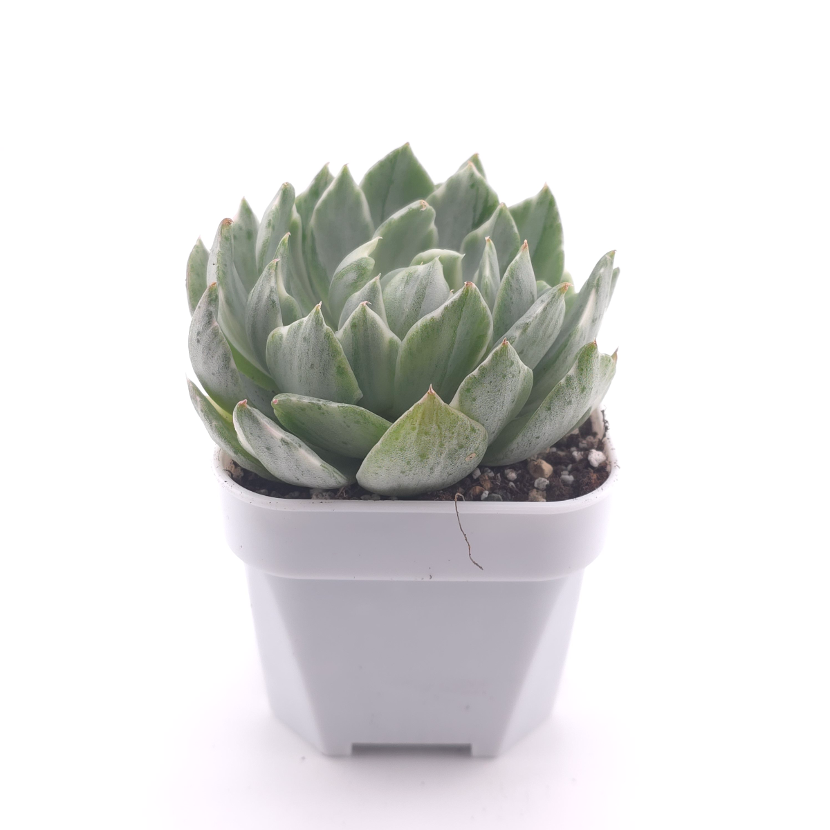 Echeveria ‘Queen Maria’ variegated | 女王瑪麗錦 thumbnail 3