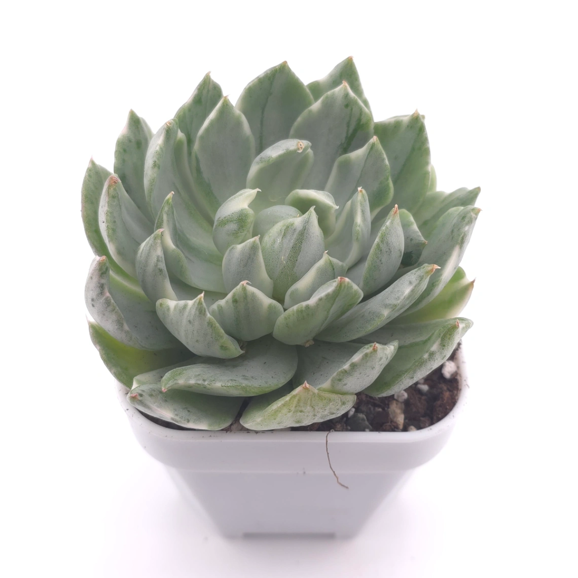 Echeveria ‘Queen Maria’ variegated | 女王瑪麗錦 thumbnail 2