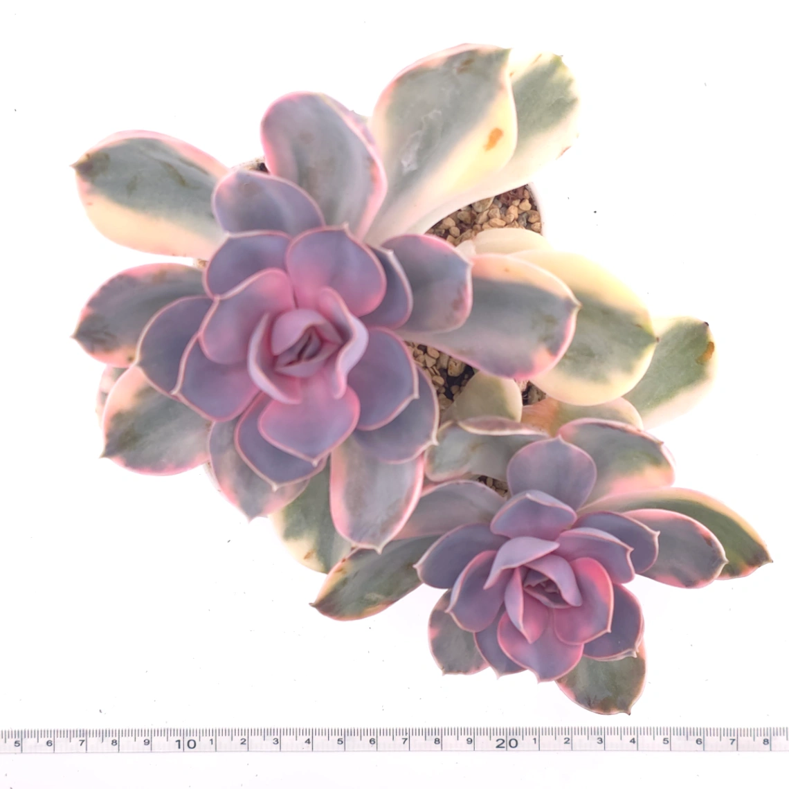 Echeveria ‘Rainbow’ | 彩虹錦 thumbnail 4