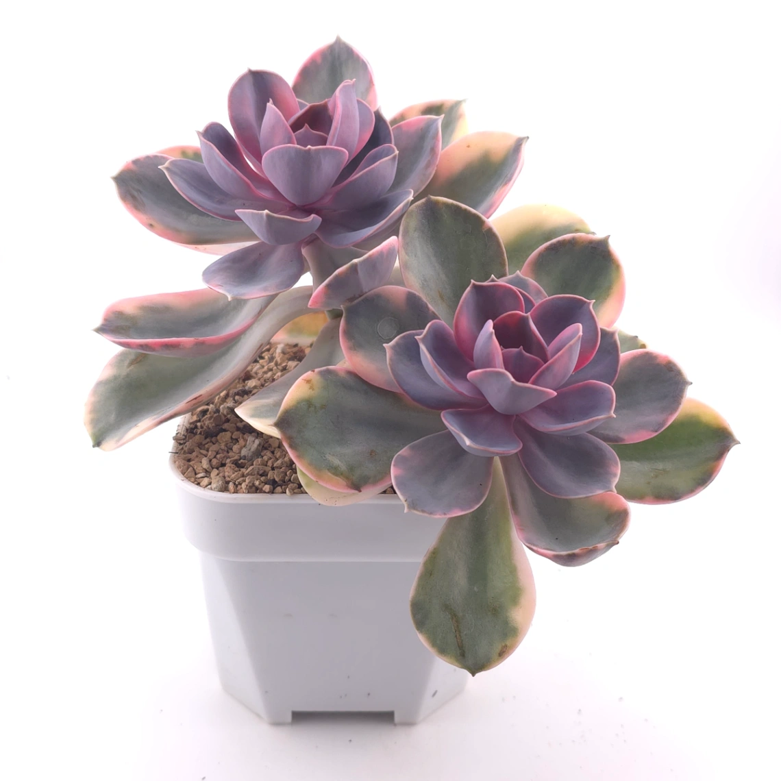 Echeveria ‘Rainbow’ | 彩虹錦 thumbnail 3