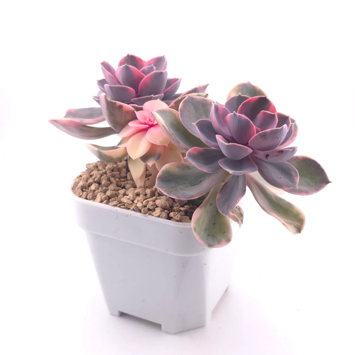 Echeveria ‘Rainbow’ | 彩虹錦 thumbnail 3