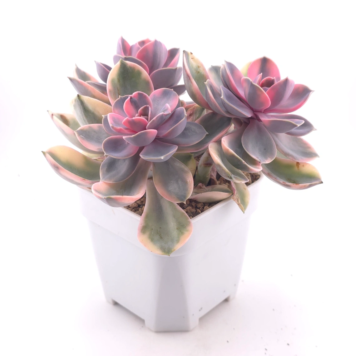 Echeveria ‘Rainbow’ | 彩虹錦 thumbnail 3