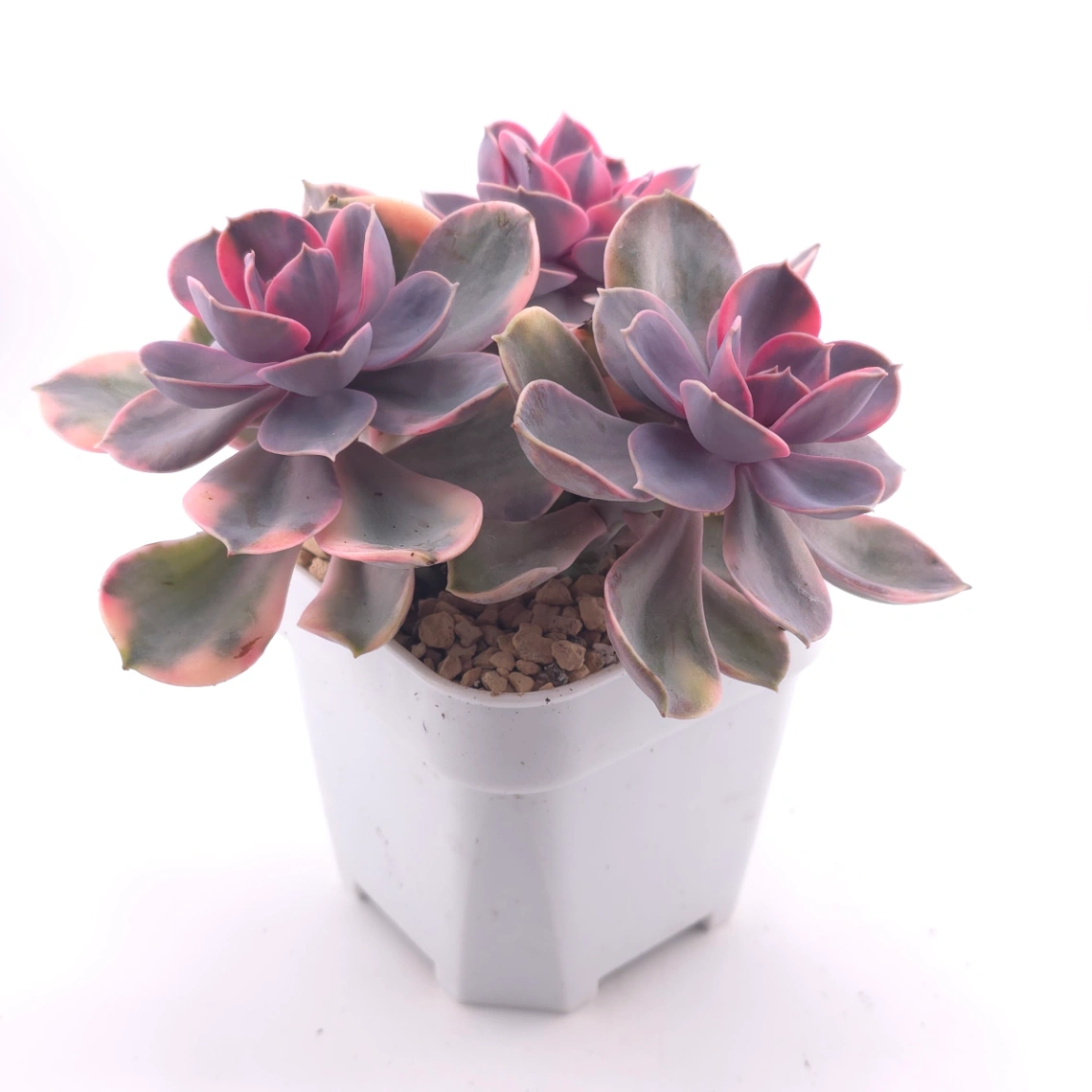 Echeveria ‘Rainbow’ | 彩虹錦 thumbnail 3
