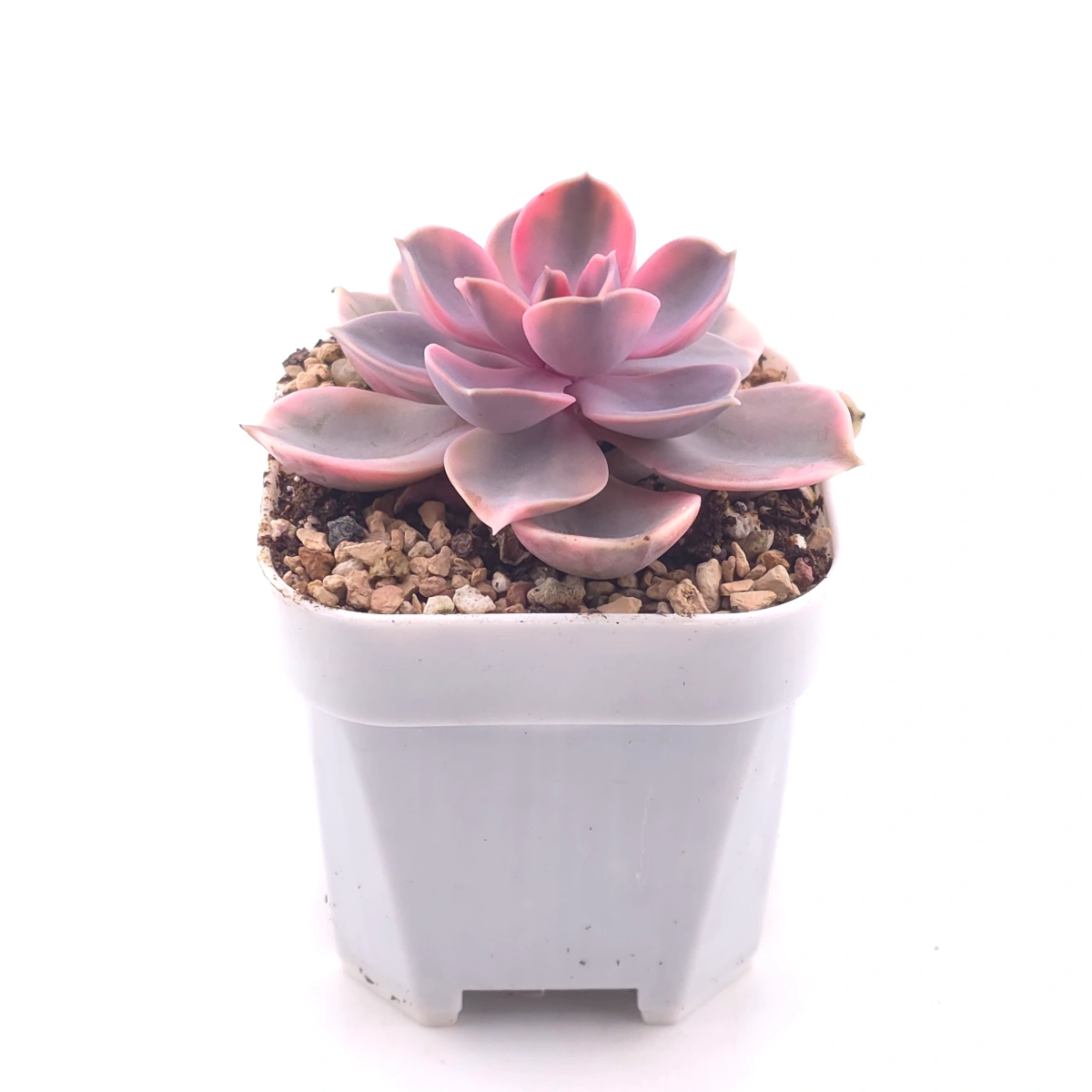 Echeveria ‘Rainbow’ | 彩虹錦 thumbnail 3