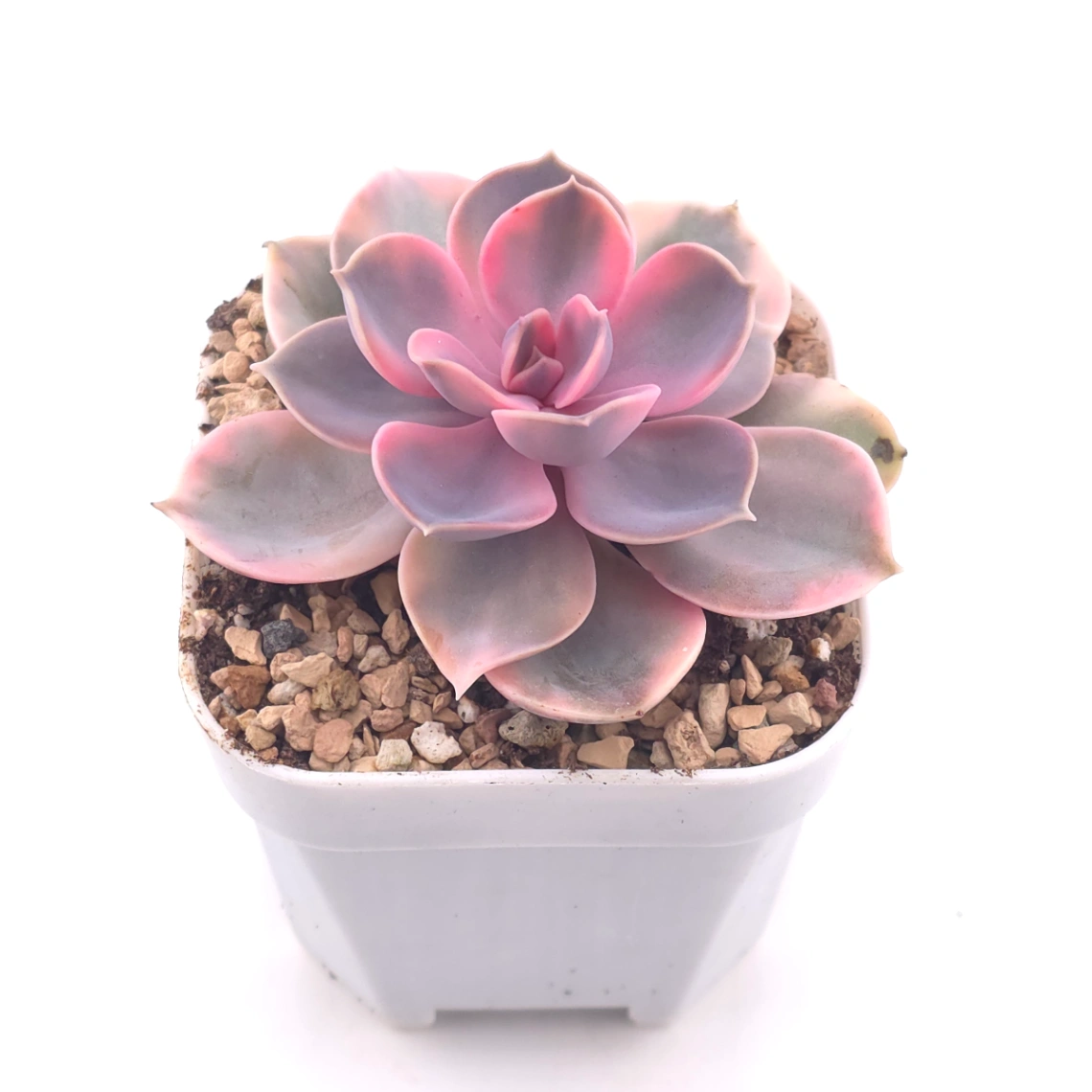 Echeveria ‘Rainbow’ | 彩虹錦 thumbnail 2