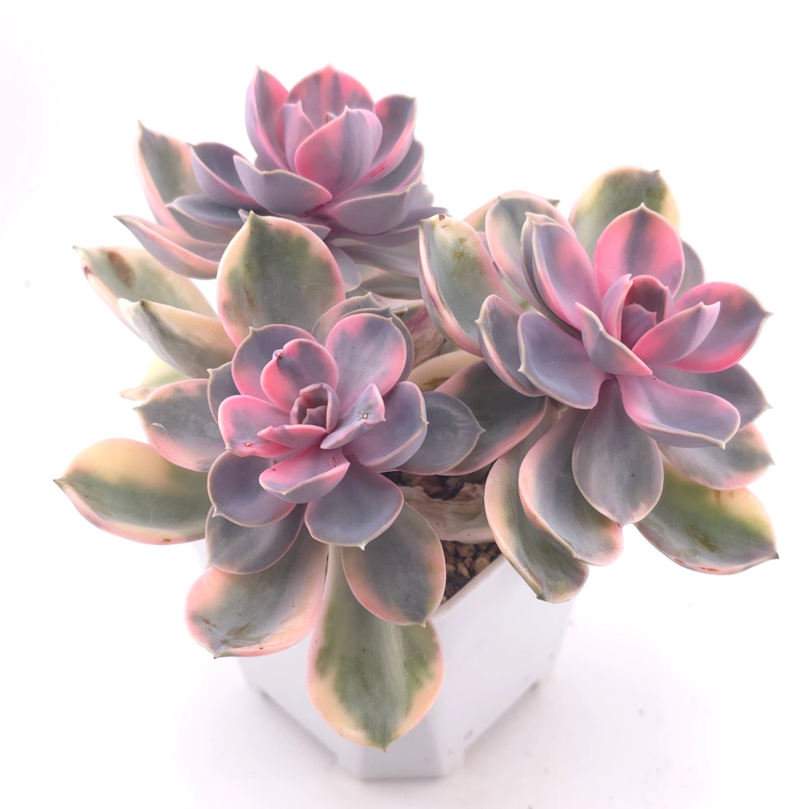 Echeveria ‘Rainbow’ | 彩虹錦 thumbnail 2