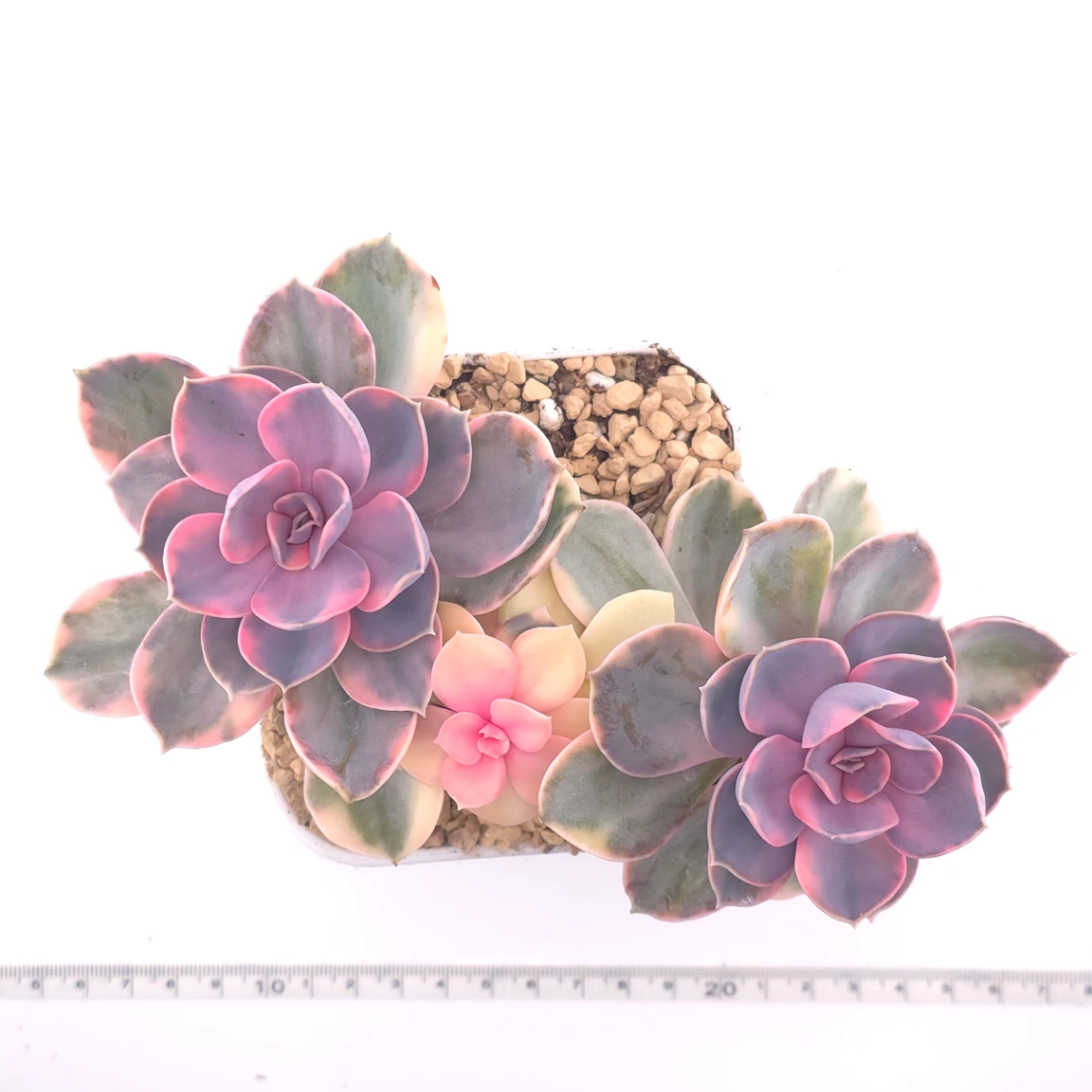 Echeveria ‘Rainbow’ | 彩虹錦 thumbnail 4