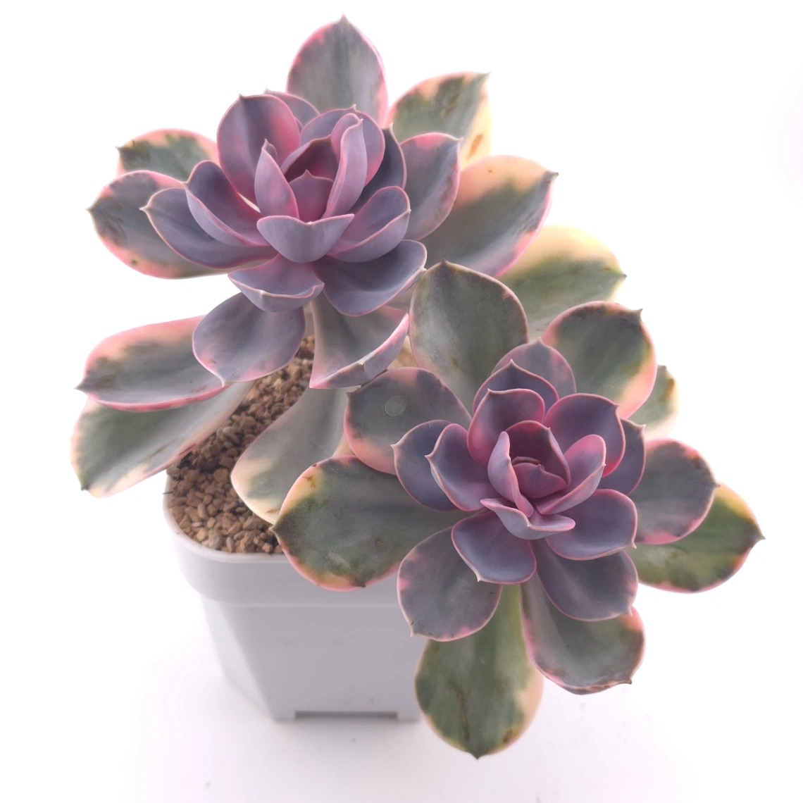 Echeveria ‘Rainbow’ | 彩虹錦 thumbnail 2