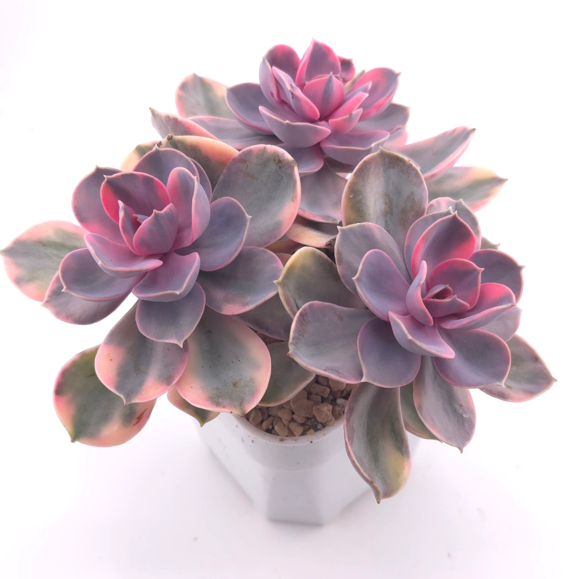 Echeveria ‘Rainbow’ | 彩虹錦 thumbnail 2