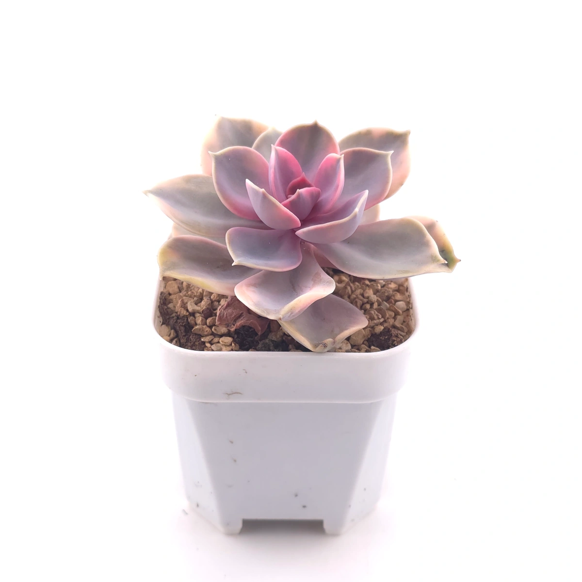 Echeveria ‘Rainbow’ | 彩虹錦 thumbnail 3