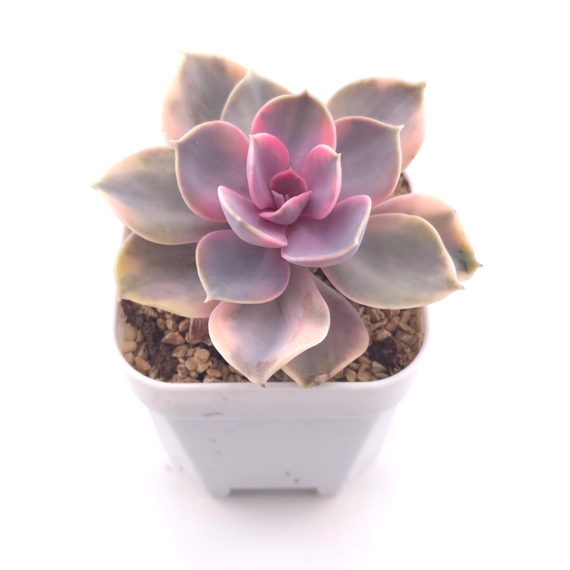 Echeveria ‘Rainbow’ | 彩虹錦 thumbnail 2