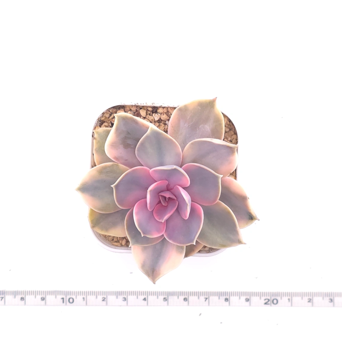 Echeveria ‘Rainbow’ | 彩虹錦 thumbnail 4