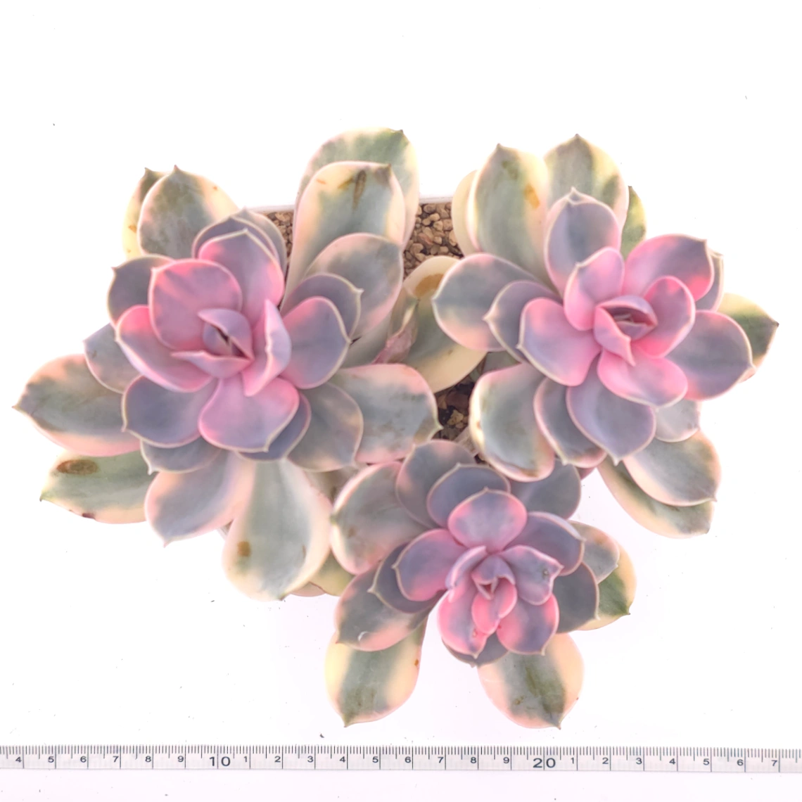 Echeveria ‘Rainbow’ | 彩虹錦 thumbnail 4