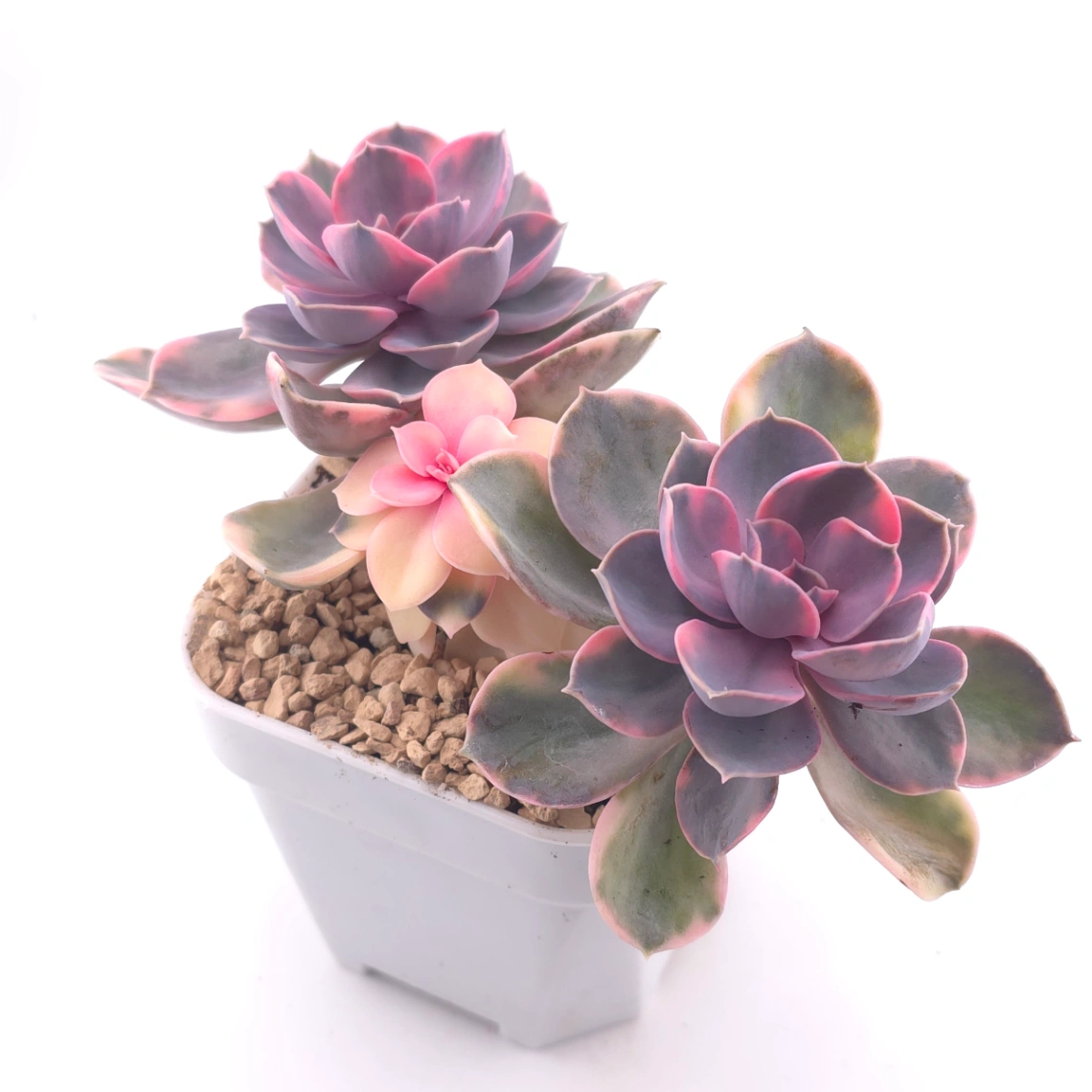 Echeveria ‘Rainbow’ | 彩虹錦 thumbnail 2