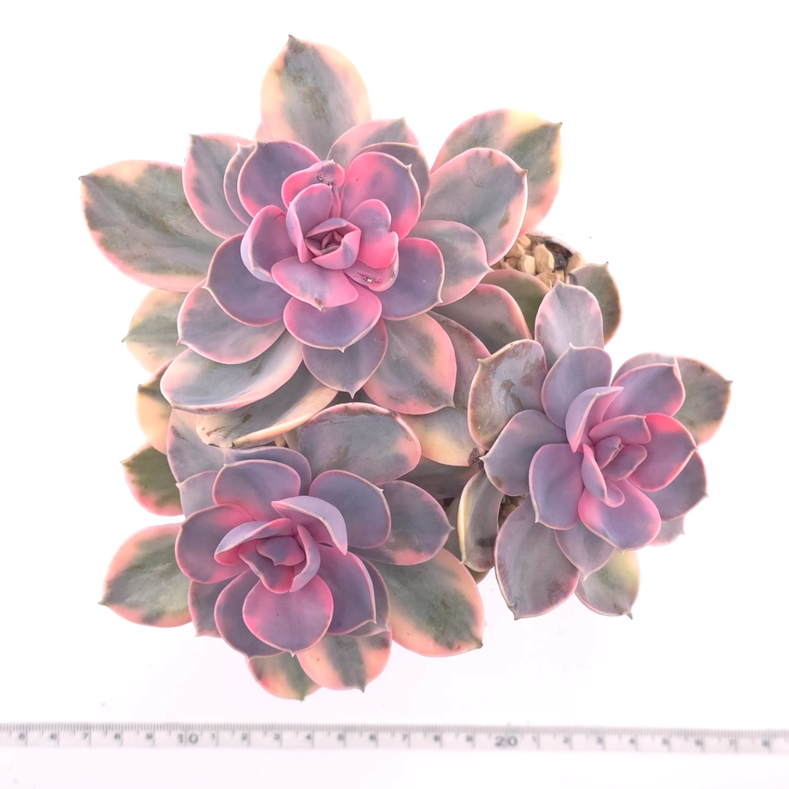 Echeveria ‘Rainbow’ | 彩虹錦 thumbnail 4