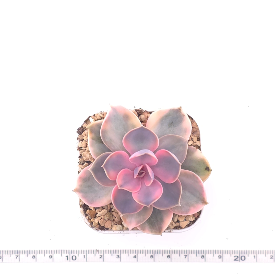 Echeveria ‘Rainbow’ | 彩虹錦 thumbnail 4