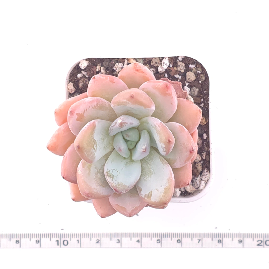 Echeveria ‘Star Snow’ | 星雪 thumbnail 4