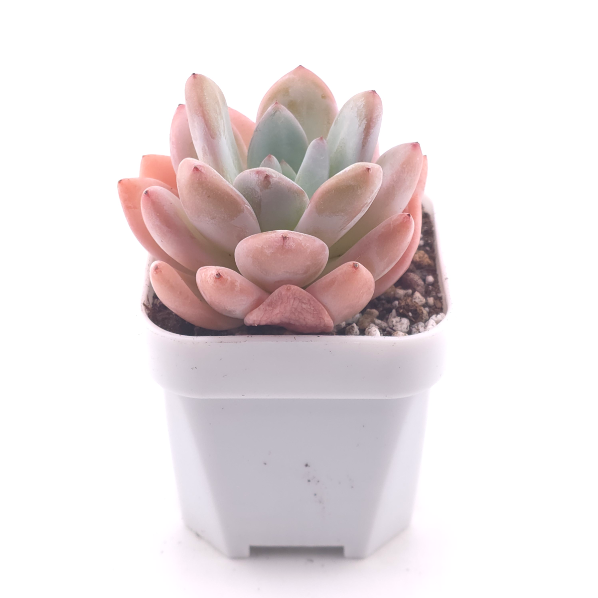 Echeveria ‘Star Snow’ | 星雪 thumbnail 3