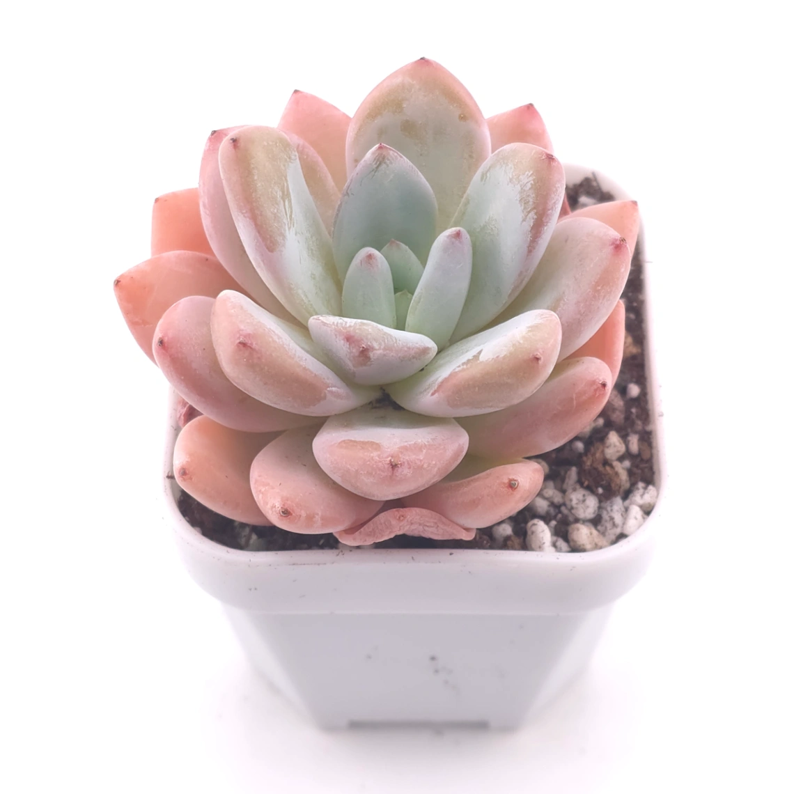 Echeveria ‘Star Snow’ | 星雪 thumbnail 2