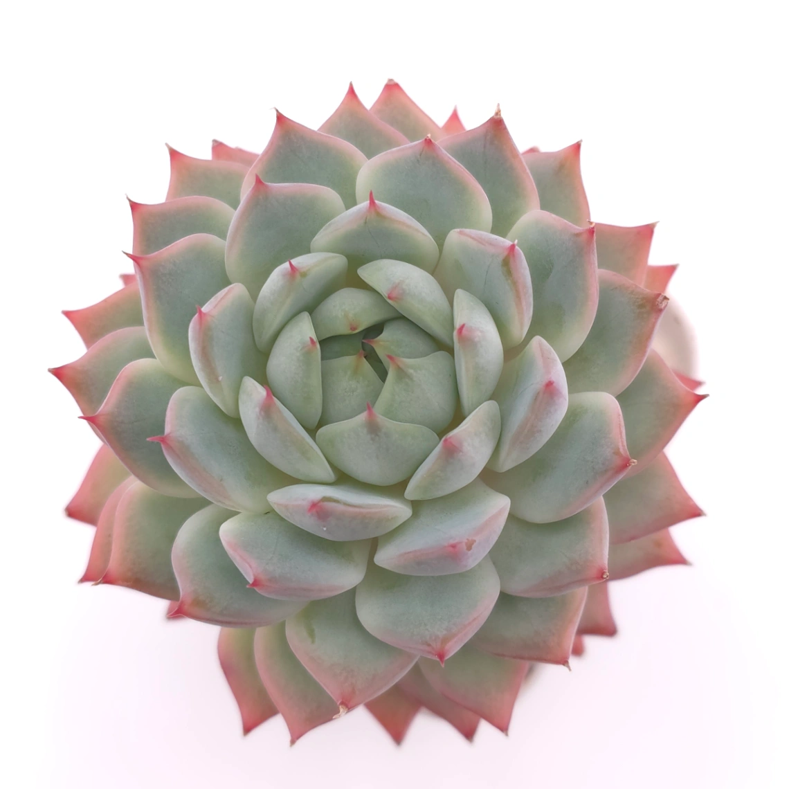 Echeveria ‘Tippy’ | 蒂比 - View 1