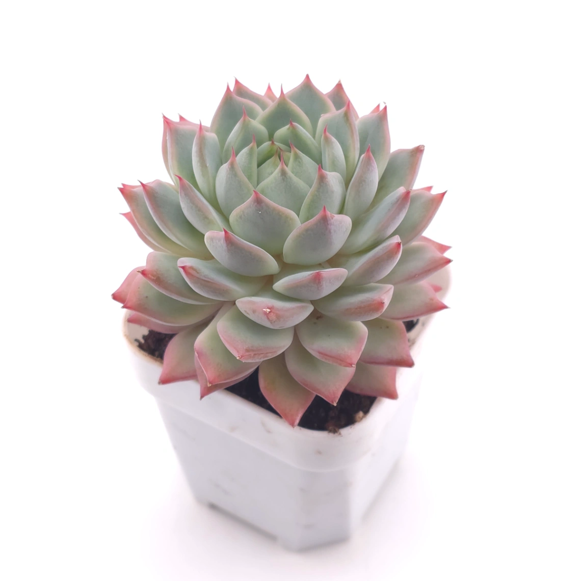 Echeveria ‘Tippy’ | 蒂比 thumbnail 2