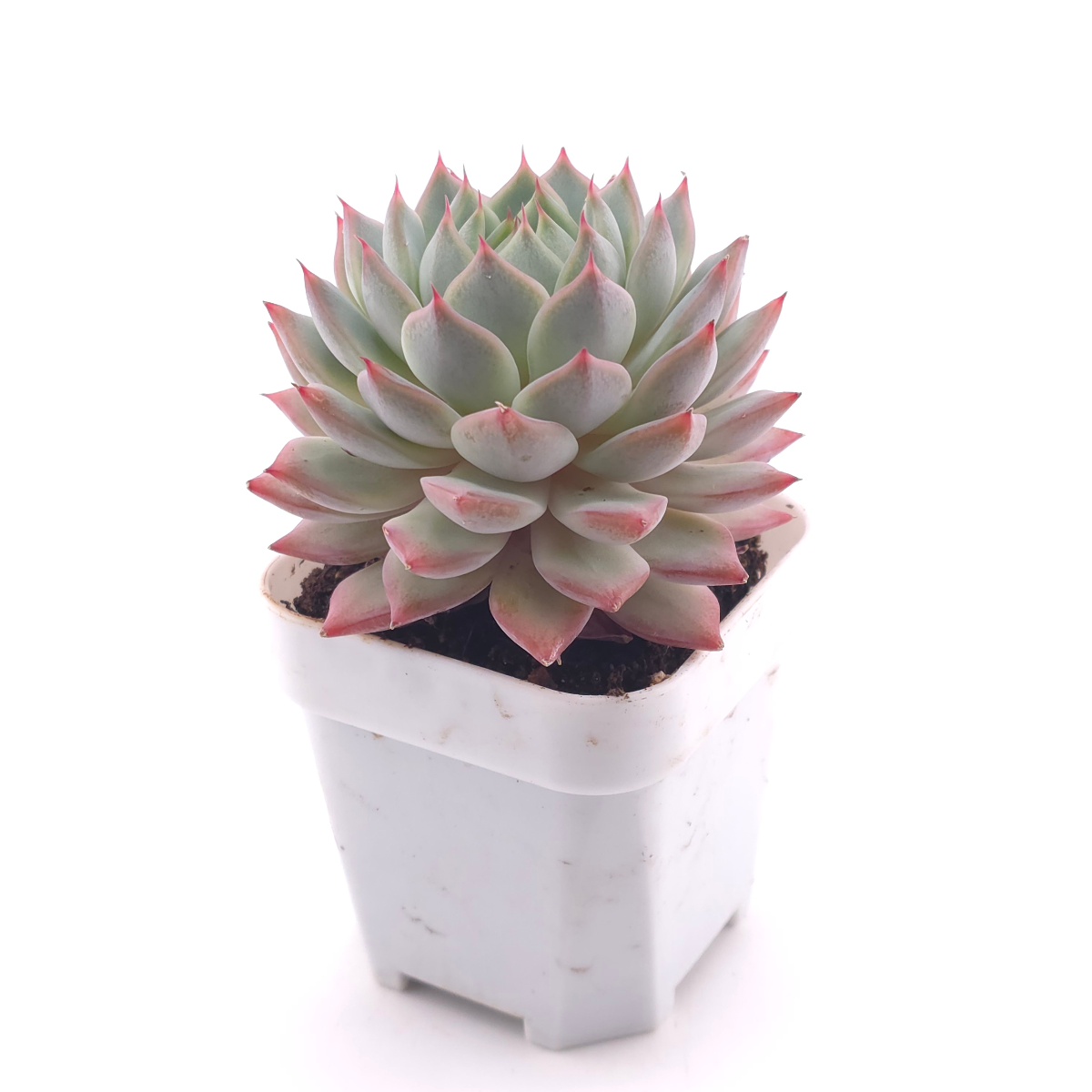 Echeveria ‘Tippy’ | 蒂比 thumbnail 3
