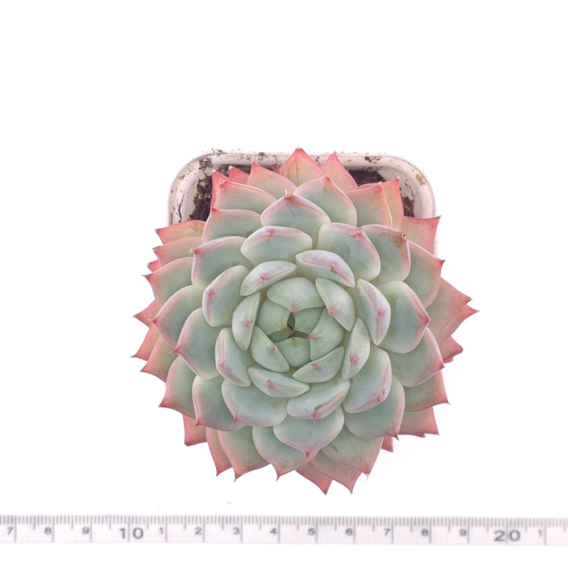 Echeveria ‘Tippy’ | 蒂比 thumbnail 4