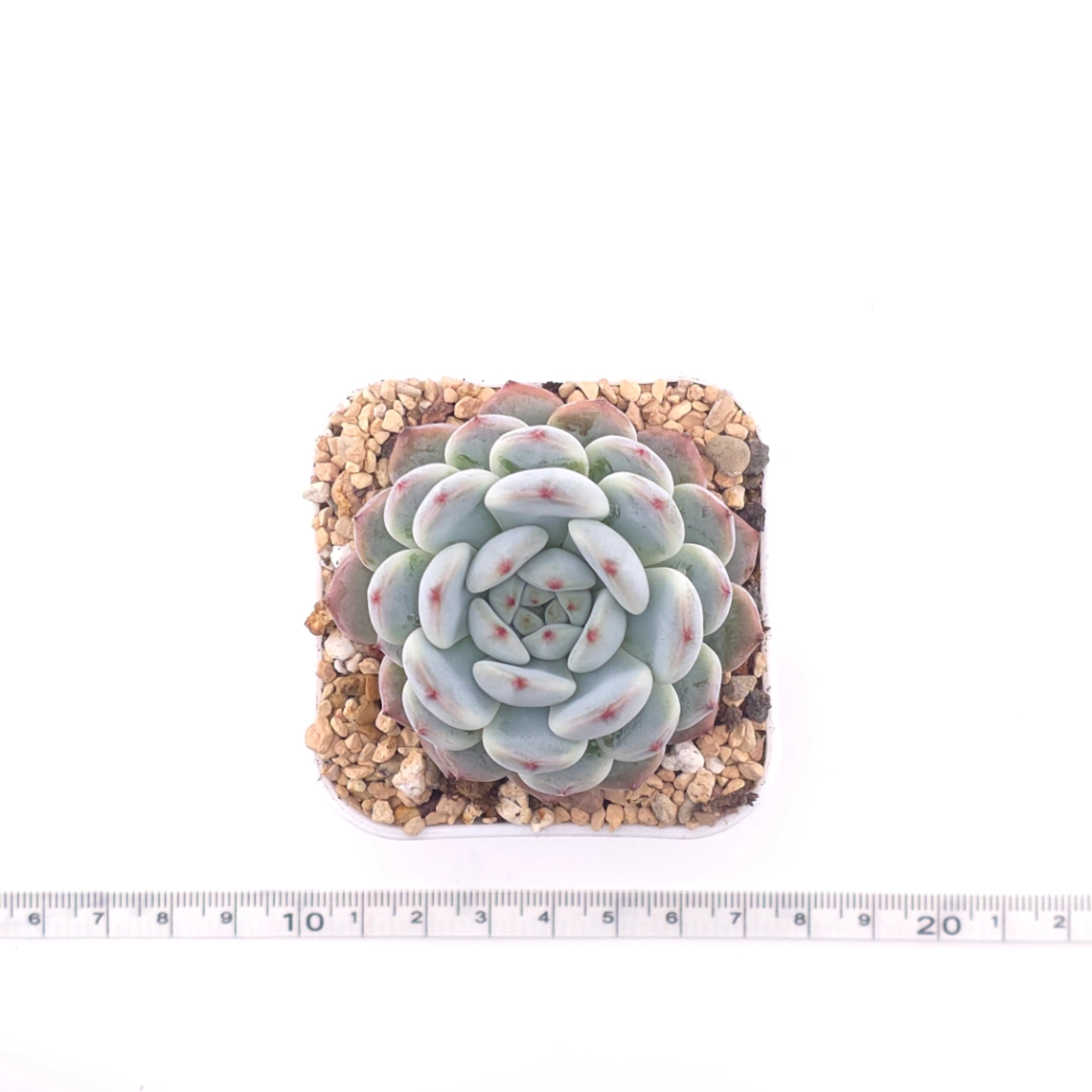 Echeveria ‘Viyant’ | 比安特雪爪 thumbnail 4