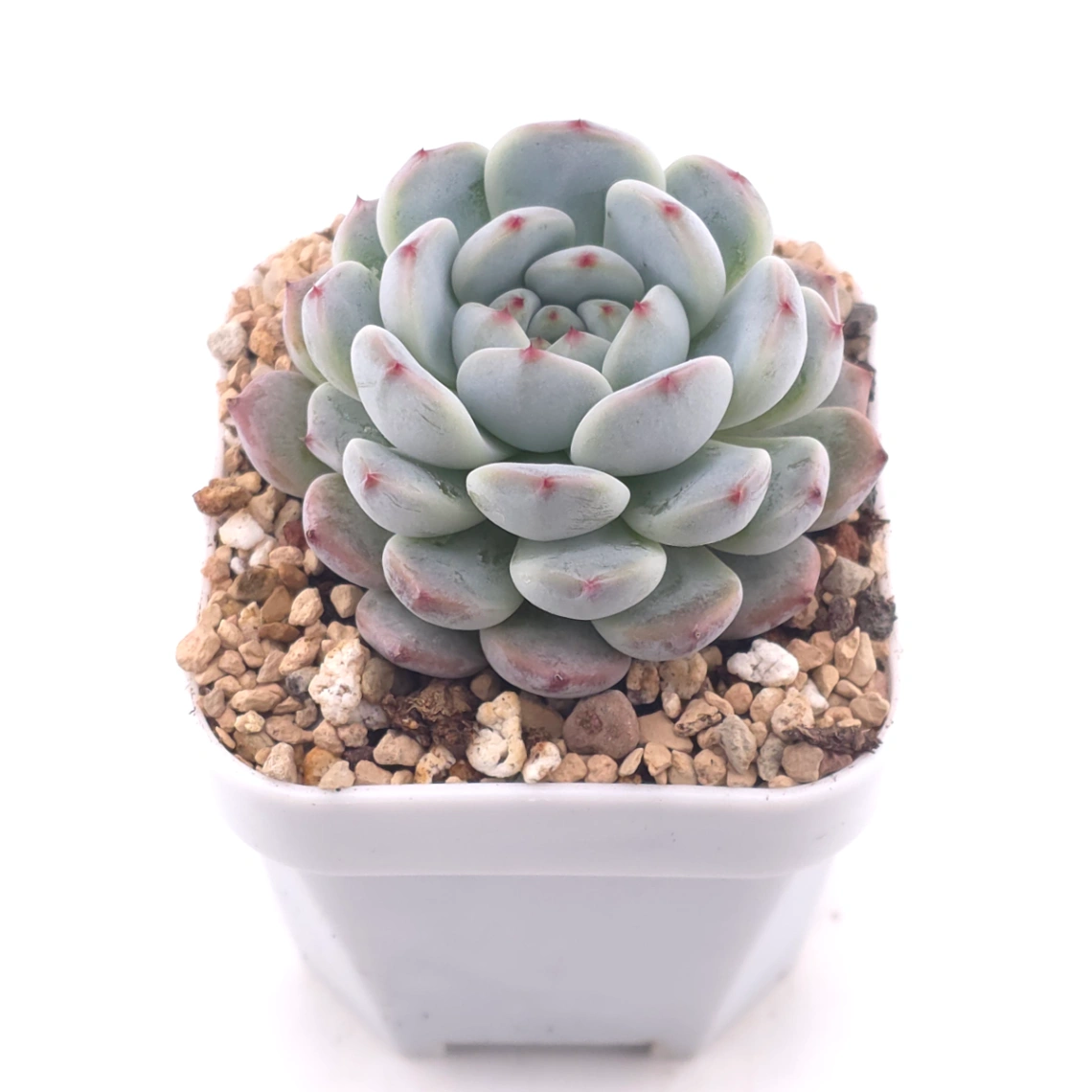 Echeveria ‘Viyant’ | 比安特雪爪 thumbnail 2