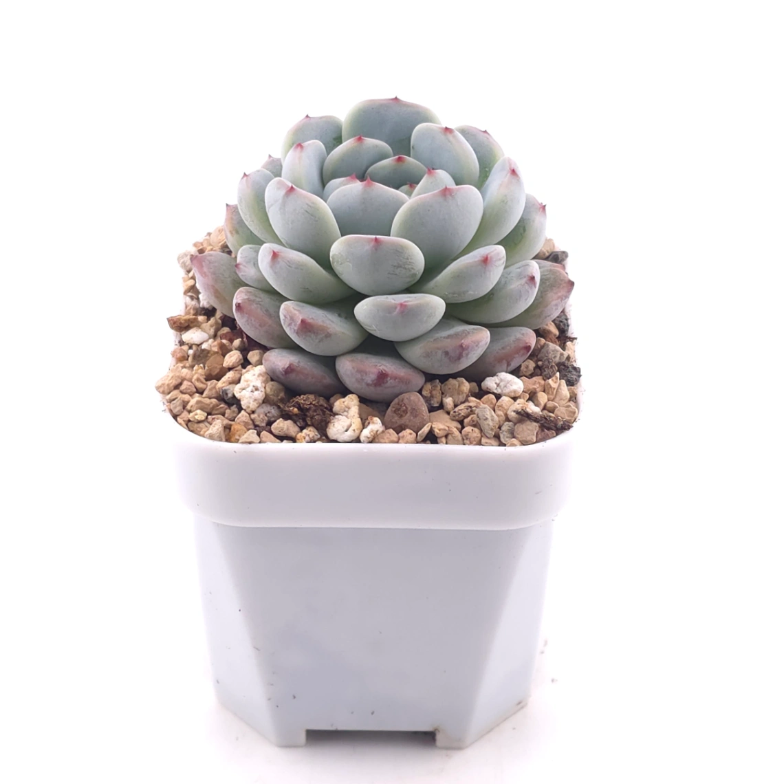 Echeveria ‘Viyant’ | 比安特雪爪 thumbnail 3