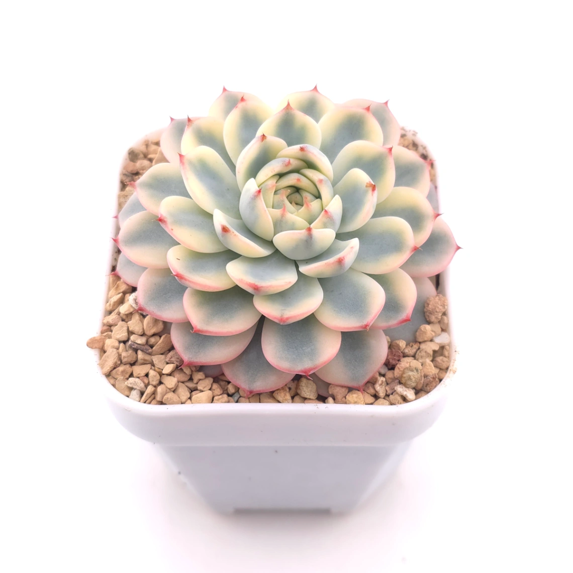 Echeveria ‘White Minima’ variegated | 白姬蓮錦 thumbnail 2