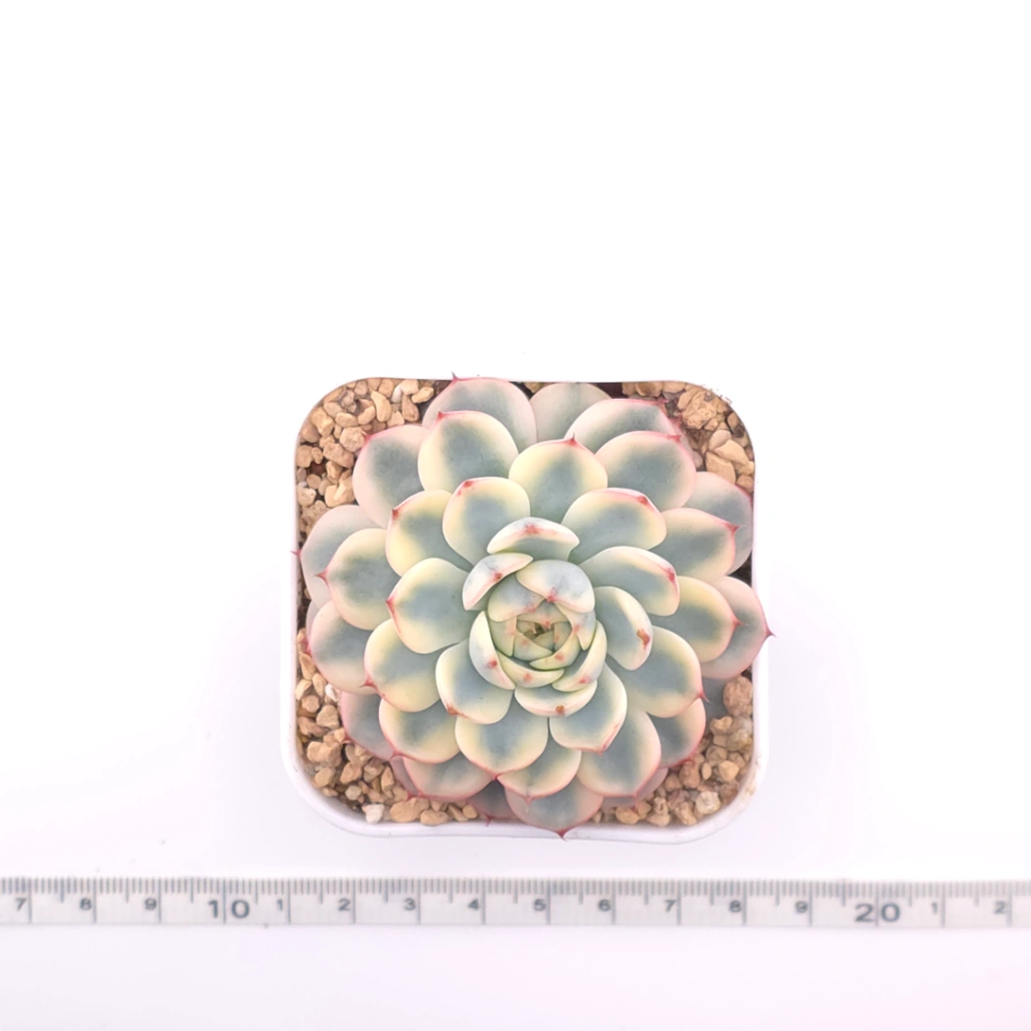 Echeveria ‘White Minima’ variegated | 白姬蓮錦 thumbnail 4
