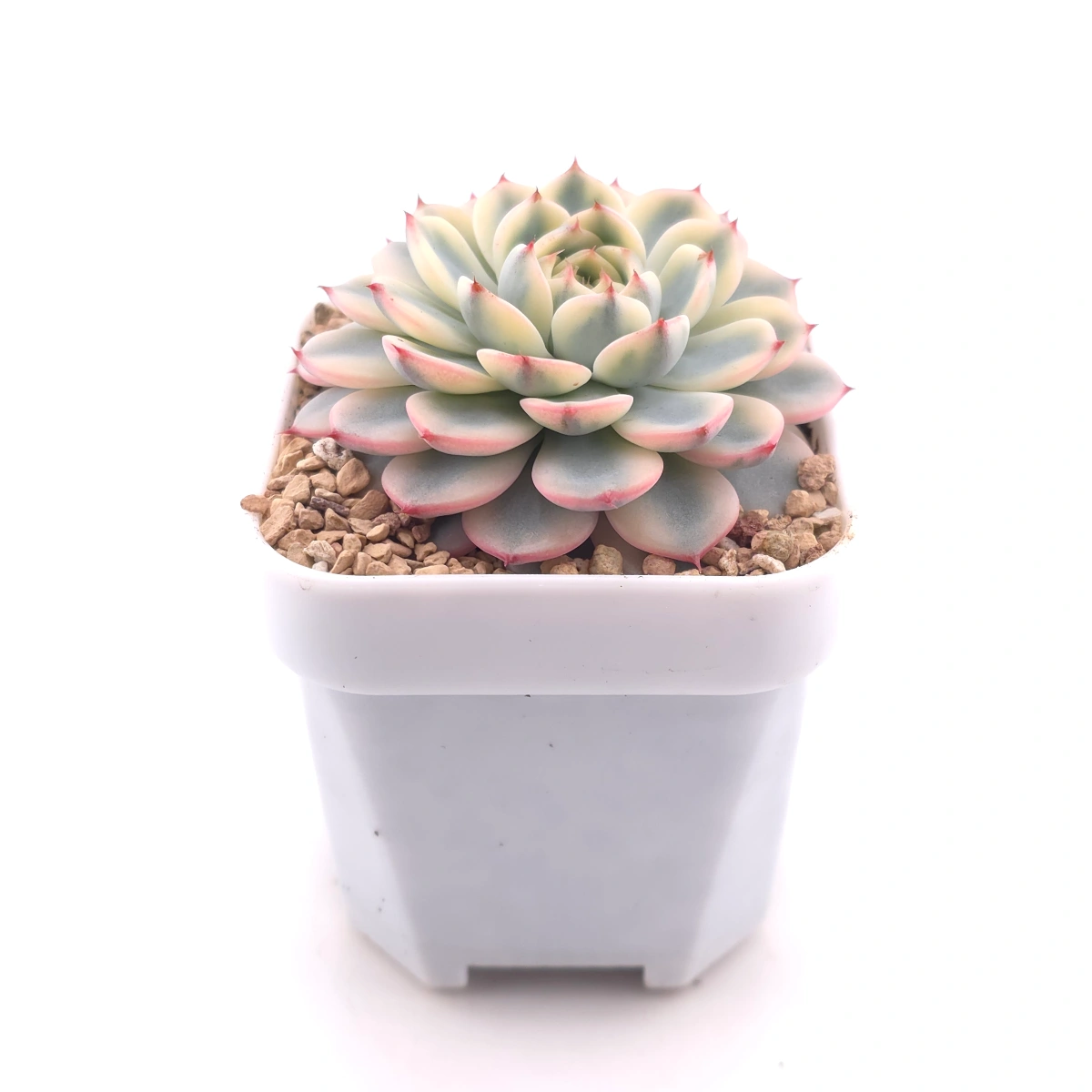 Echeveria ‘White Minima’ variegated | 白姬蓮錦 thumbnail 3