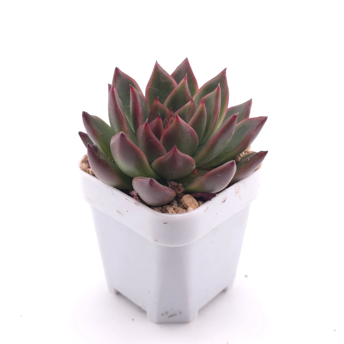 Echeveria 'Xi Feng' | 西風 thumbnail 3