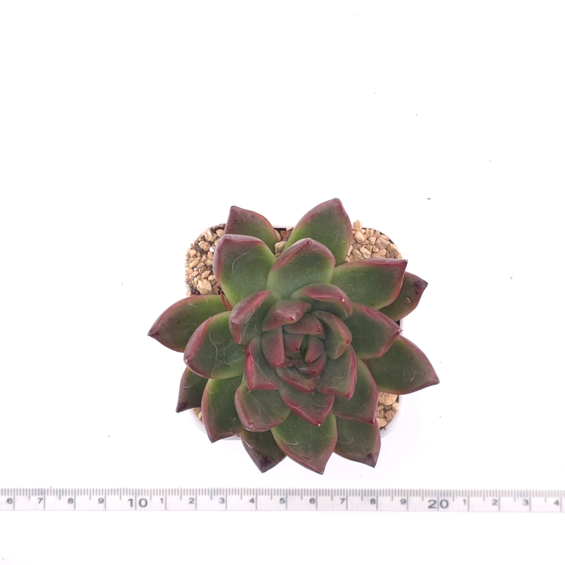 Echeveria 'Xi Feng' | 西風 thumbnail 4