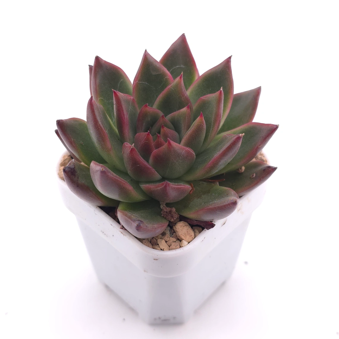 Echeveria 'Xi Feng' | 西風 thumbnail 2