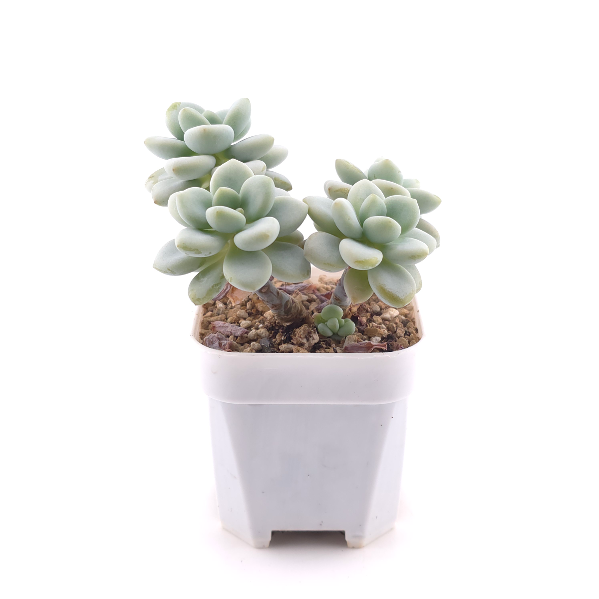 Graptosedum ‘Miul / Luo Goddess’ | 洛神 thumbnail 3