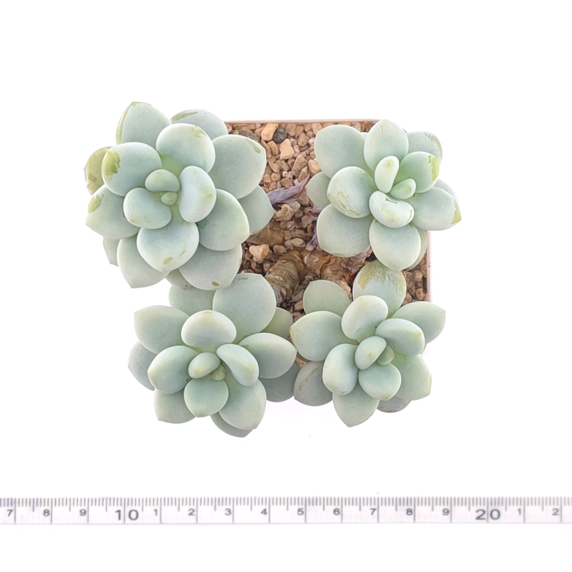 Graptosedum ‘Miul / Luo Goddess’ | 洛神 thumbnail 4