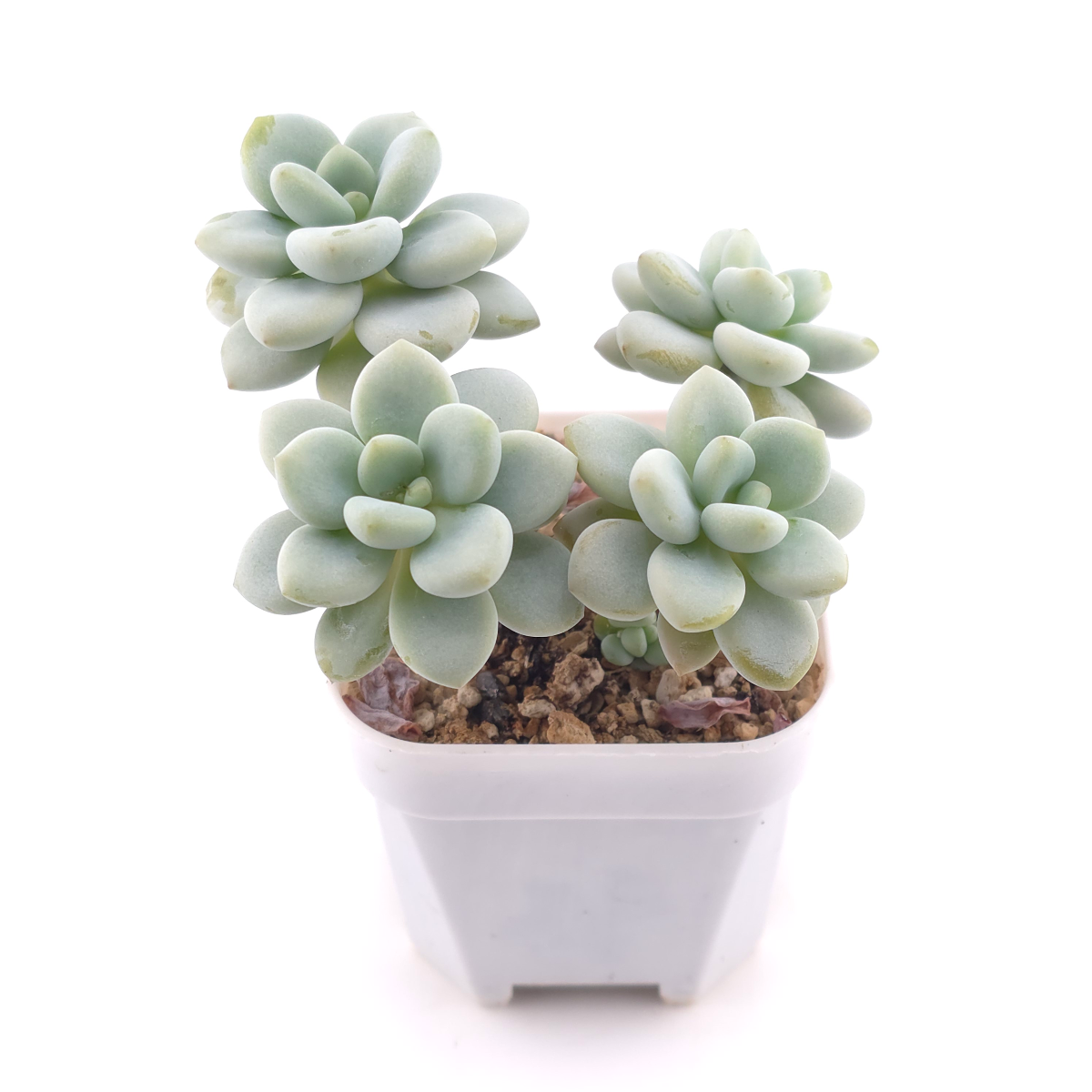 Graptosedum ‘Miul / Luo Goddess’ | 洛神 thumbnail 2