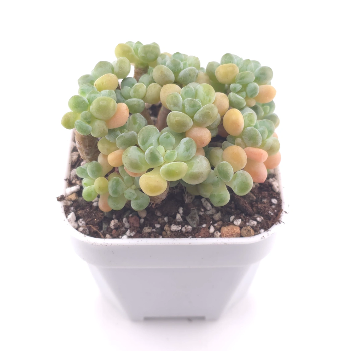 Graptosedum ‘Rococo’ | 洛可可 thumbnail 2