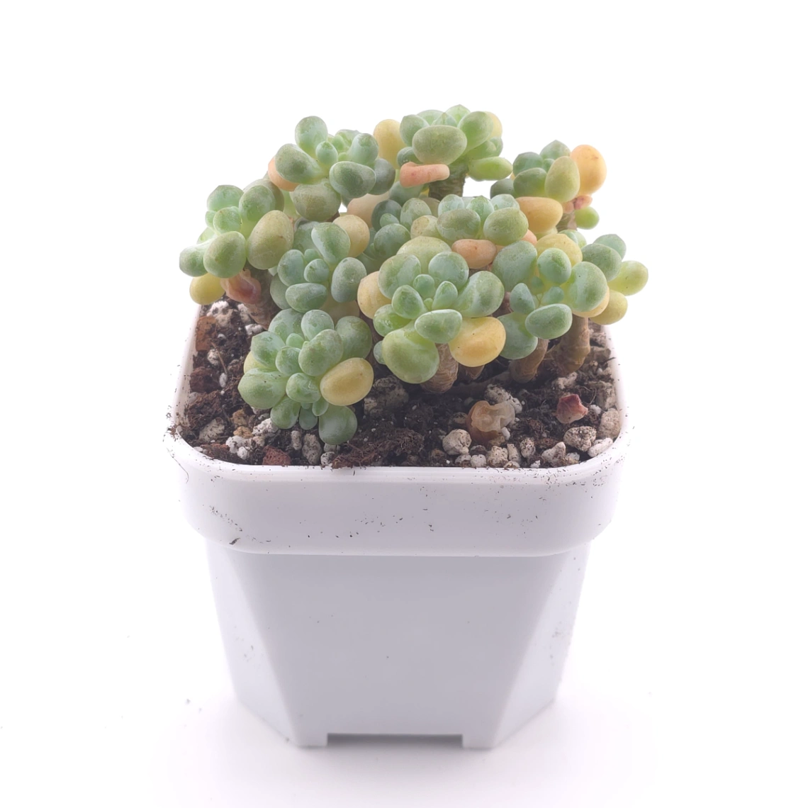 Graptosedum ‘Rococo’ | 洛可可 thumbnail 3