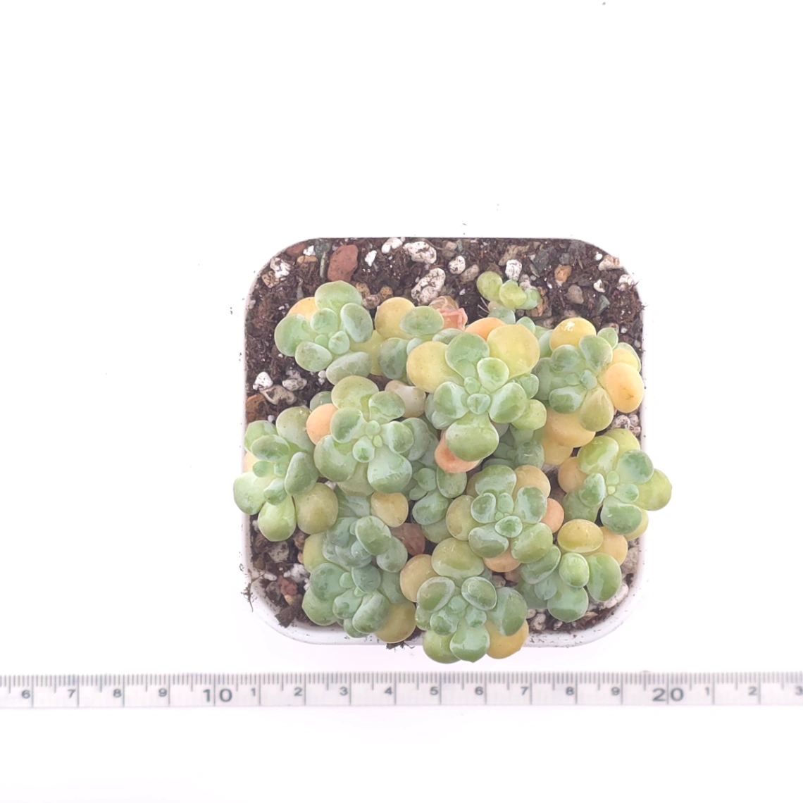 Graptosedum ‘Rococo’ | 洛可可 thumbnail 4