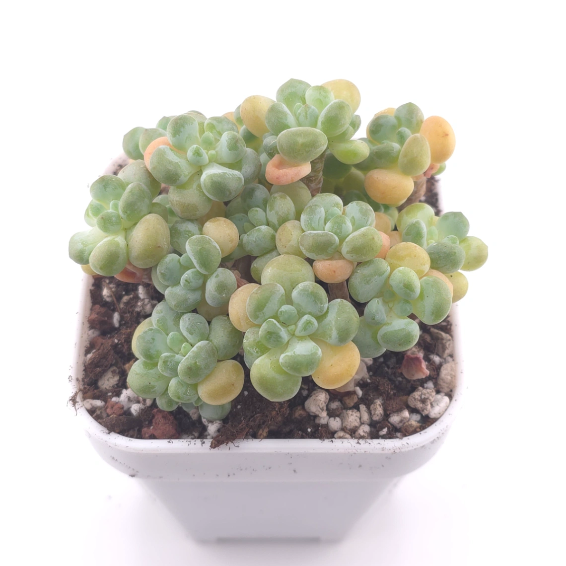 Graptosedum ‘Rococo’ | 洛可可 thumbnail 2